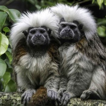 Protecting Cotton-top Tamarins in Colombia’s Tropical Forests