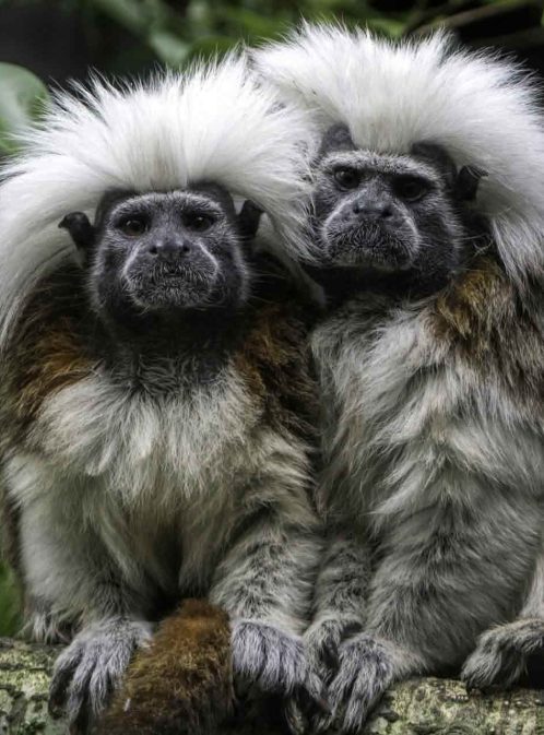 Protecting Cotton-top Tamarins in Colombia’s Tropical Forests