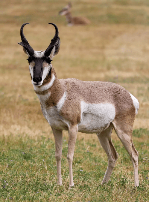 Grassland Migrations With John Wilmshurst