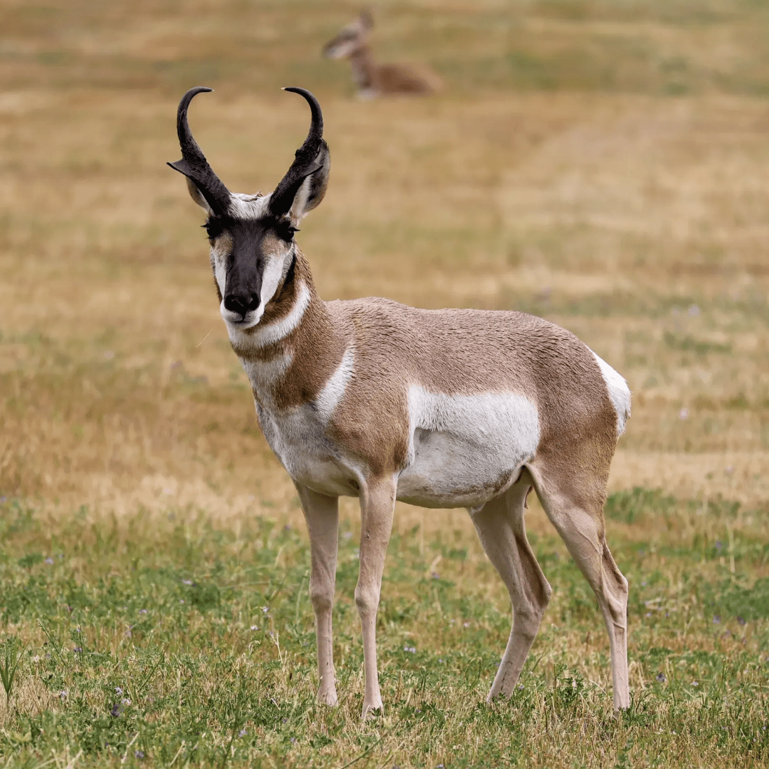 Grassland Migrations With John Wilmshurst