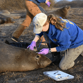 Tech On the High Seas: Teaming Up With Animals to Transform Ocean Exploration