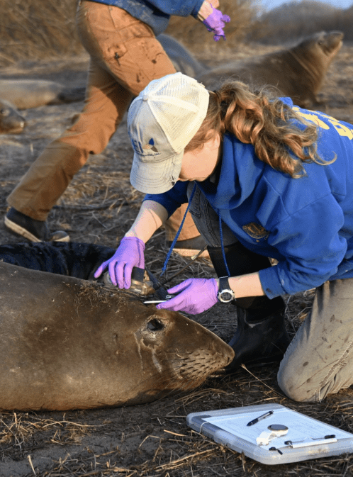 Tech On the High Seas: Teaming Up With Animals to Transform Ocean Exploration