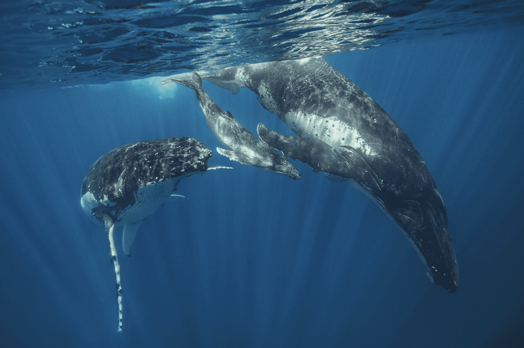 Dive Into the Marine World With Prince Hussain Aga Khan