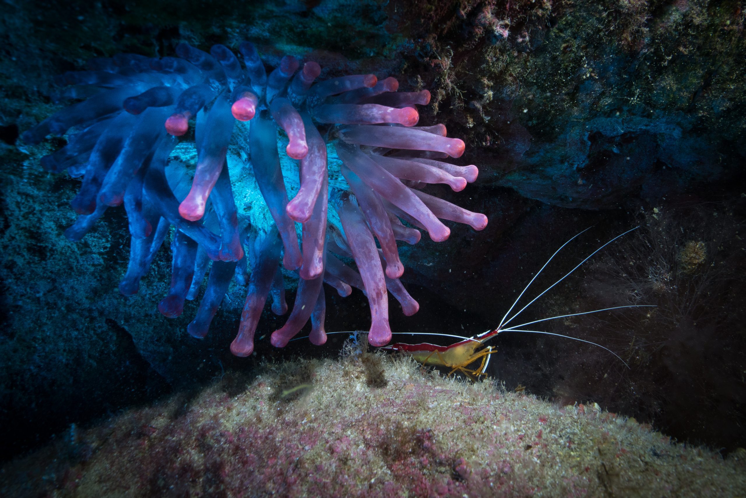 Livestream #1 Madeira Ocean Scientific Expedition 2026