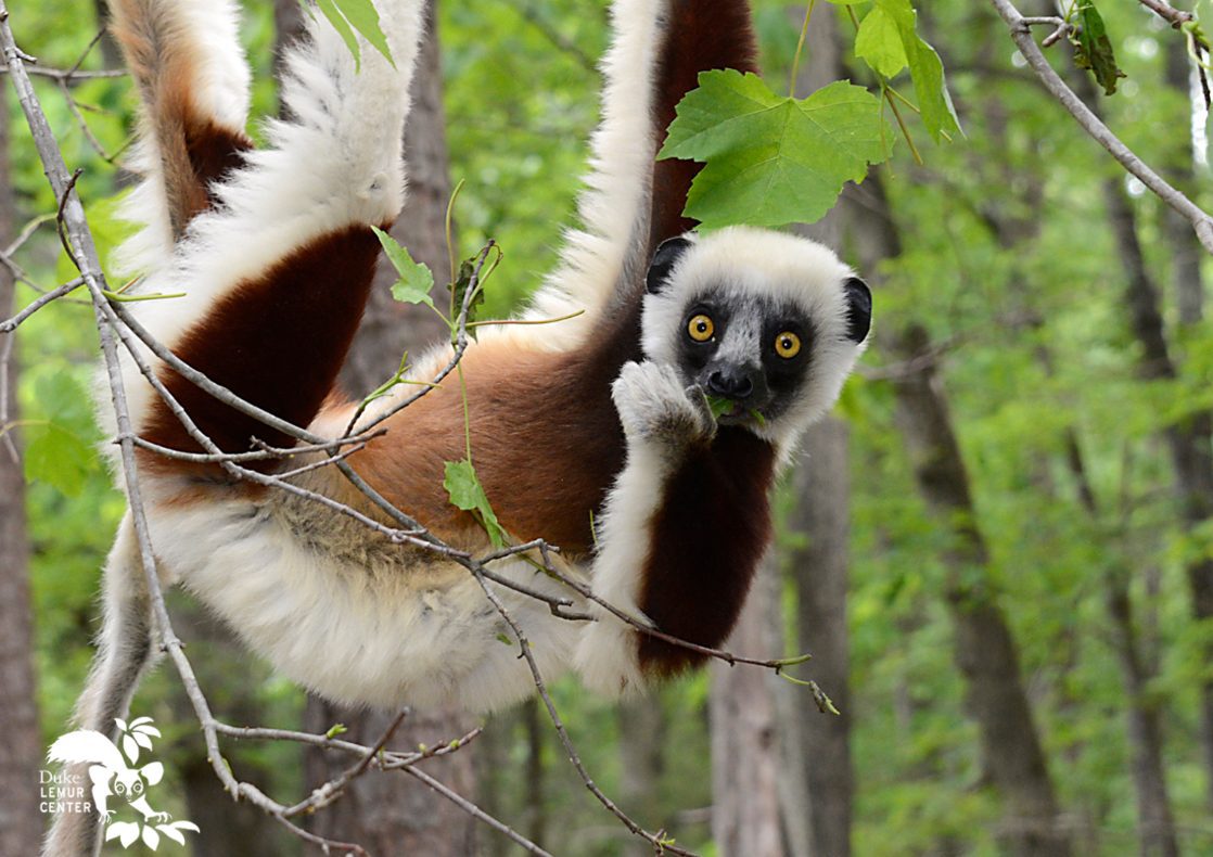 Live from the Lemur Forest