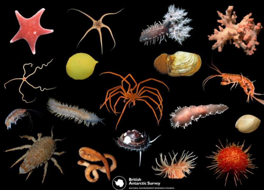 Biodiversity in the Deep Freeze with Huw Griffiths