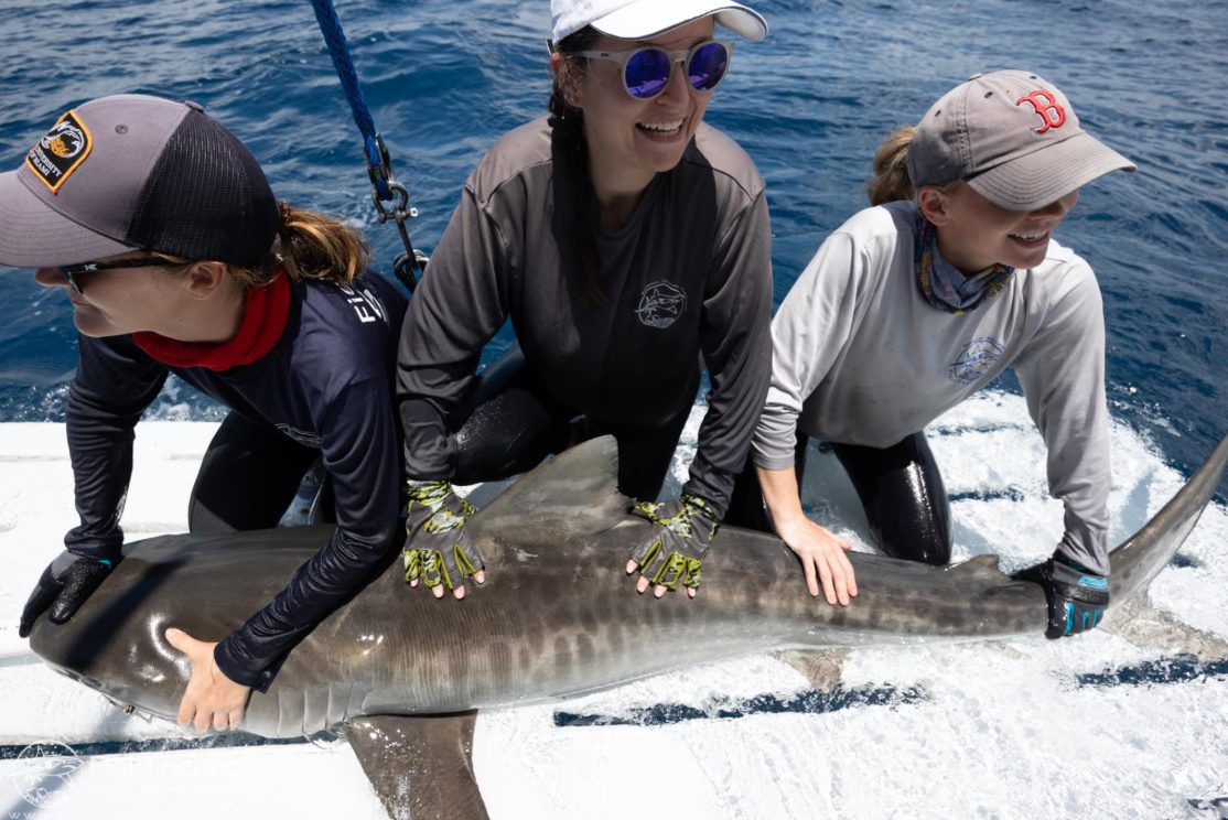 Tracking Baby and Teenage Sharks with Julia Saltzman