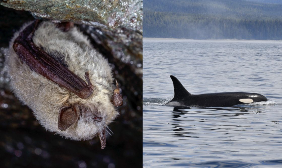 Sight by Sound: The Secret Language of Echolocation